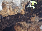 Bats at Goa Lawah Temple