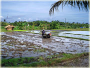 Subak Water Irrigation System, Bali Tours
