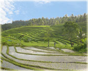 Jatiluwih Rice Terrace, Bali Rice Field Tours