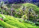 bali-tegalalang