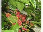 lgCoffeeBeans11272007120953