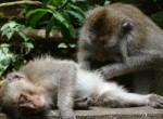 monkeyforest01