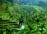 sawah ubud bali