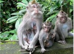 monkey